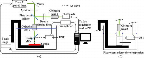 Figure 1. HS-PAS setup for (a) ocular measurement with eye and OAC standard and (b) validation.