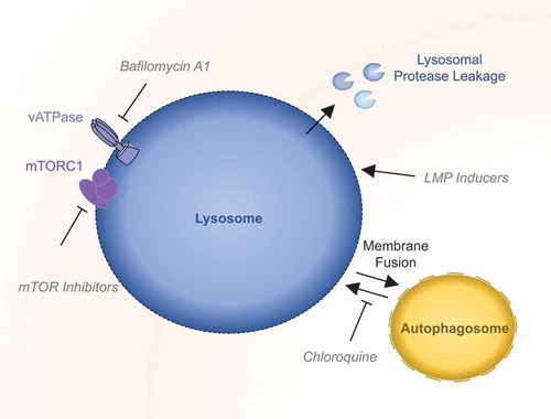 Figure 2. Therapeutic targeting of the lysosome.