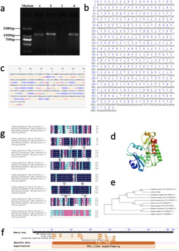 Figure 1. Bioinformatics analysis of the LsSTPK gene. (a) 1, 2 and 4:LsSTPK; 3, no template negative control. (b) Nucleotide and amino acid sequences of LsSTPK. (c) The model of the secondary structure of the LsSTPK protein. H, α-Helix; e, Extended strand; t, β turn; c, Random coil (d) Tertiary structure prediction of LsSTPK. (e) Phylogenetic analysis of LsSTPK. (f) Conserved domain of the LsSTPK protein. (g) Multiple sequence alignment of STPK