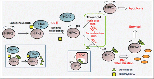 Figure 2. Regulation of cell fate by the HIPK2 modification code depending on different doses of reactive oxygen species. Under normal physiological conditions and basal reactive oxygen species (ROS) levels, HIPK2 is SUMOylated and associated with HDAC3, which maintains HIPK2 in a deacetylated state. In response to an endurable dose of ROS, HIPK2 SUMOylation is replaced by PCAF-mediated HIPK2 acetylation at multiple sites (10K), promoting cell survival. In the presence of a high dose of ROS that is above the threshold for apoptosis induction, HIPK2 acetylation is blocked and unmodified HIPK2 elicits p53-dependent and p53-independent apoptosis. Green triangles and yellow rectangles indicate acetylation and SUMOylation, respectively. HDAC, histone deacetylase; PCAF, P300/CBP-associated factor; PML, promyelocytic leukemia.