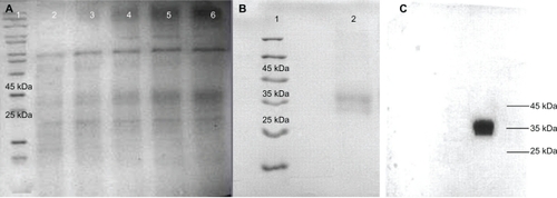 Figure 3 A) Methotrexate amplification of E31C analog (lanes 2, 3, 4, 5, and 6), visualized by Coomassie brilliant blue staining method. B) Sodium dodecyl sulfate polyacrylamide gel electrophoresis analysis of purified E31C analog (∼35 kDa) using immobilized affinity chromatography and size exclusion. C) Western blot analysis of E31C analog using monoclonal mouse antierythropoietin antibody.