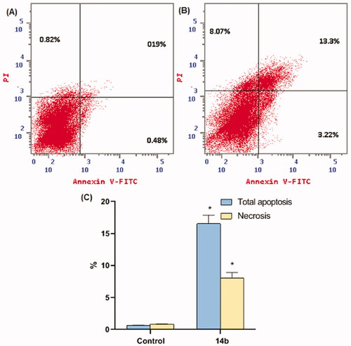 Figure 7. Compound 14b induced apoptosis in HepG2 cells. (A) Control (HepG2 cells), (B) 14b, and (C) Represent the graphical illustration for % of apoptotic and necrotic cells among cells among control (HepG2) cells and compound 14b treated cells. *Significant from the control group at p < 0.001.