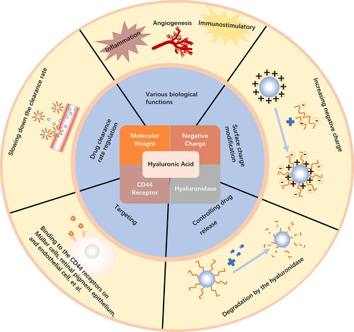 Figure 3. The advantages of HA modification in nanomaterials.