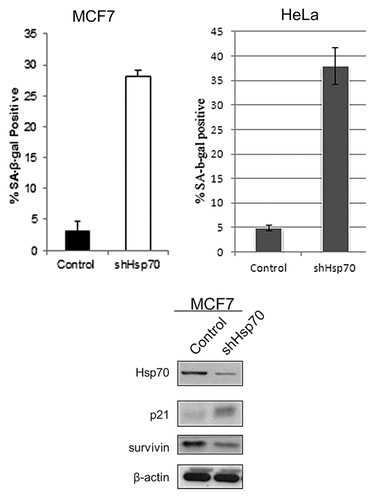 Figure 1. Depletion of Hsp70 results in cancer cell senescence. SA-β-gal-positive cells following Hsp70 depletion in MCF7 and HeLa cells. Results shown are the mean ± SEM of 3 independent experiments. Induction of the cell cycle inhibitor p21 and downregulation of the mitosis factor surviving following Hsp70 depletion in MCF7 cells is also shown.
