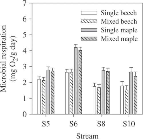 Figure 3. Microbial respiration rates for maple and beech leaves from single- and mixed-species leaf packs in autumn 2005. Bars are means +1 SE.
