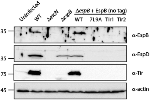 Figure 6. EspB’s TMD is critical for the ability of EspB, EspD and Tir to translocate into host cell membranes. HeLa cells were infected with EPEC WT, ΔescN, ΔespB, and ΔespB that express EspBwt, EspB7L9A, EspBTir1, or EspBTir2, washed, and lysed. Cellular samples were subjected to SDS-PAGE and western blot analysis using anti-EspB, anti-EspD, anti-Tir, and anti-actin (loading control) antibodies. EspB, EspD and Tir translocation was detected in HeLa cells infected with EPEC WT or ΔespB expressing EspBwt, but not in HeLa cells infected with ΔespB expressing either EspB7L9A, EspBTir1 or EspBTir2.