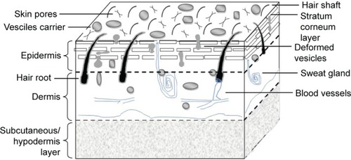 Figure 4 Schematic illustration of permeation mechanisms across the skin. Squeezing and deformability of vesicles through microscopic spaces results in their permeation and penetration.