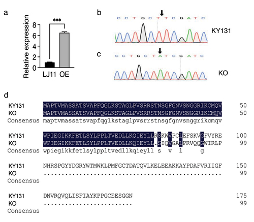 Figure 2. Relative gene expression of OsRBCS3 and CRISPR/Cas9 editing in rice cultivars.
