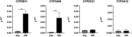 Figure 2. Major P450 gene expression level in canine colonoids. Gene expression levels of CYP2B11, CYP3A98, CYP2C21, and CYP3A12 were assessed using quantitative reverse transcription polymerase chain reaction (qPCR). This analysis compared canine colonoids cultured solely in EM for 8 days (Exp) with those initially cultured in EM for 4 days and then in DM for another 4 days (Diff). The error bars represent the standard error of the mean (SEM).