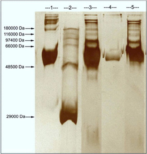 Figure 6. SDS-PAGE (5–12%) analysis of mPHEMA-CB nanospheres.