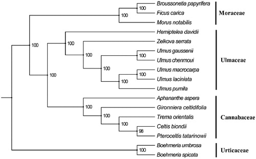 Figure 1. The phylogenetic tree based on 17 complete chloroplast genomes. Accession number: Broussonetia papyrifera (KX828844), Ficus carica (KY635880), Morus notabilis (KP939360), Hemiptelea davidii (MK070168), Zelkova serrata (AP017905), Ulmus gaussenii (MG599732), Ulmus chenmoui (MG581403), Ulmus macrocarpa (KY244085), Ulmus laciniate (KY244084), Ulmus pumila (KY244086), Aphananthe aspera (AP017911), Gironniera celtidifolia (KY931662), Trema orientalis (KY931668), Celtis biondii (MH118119), Pteroceltis tatarinowii (MH118125), Boehmeria umbrosa (MF990291), and Boehmeria spicata (MF990290). The number on each node indicates the bootstrap value.