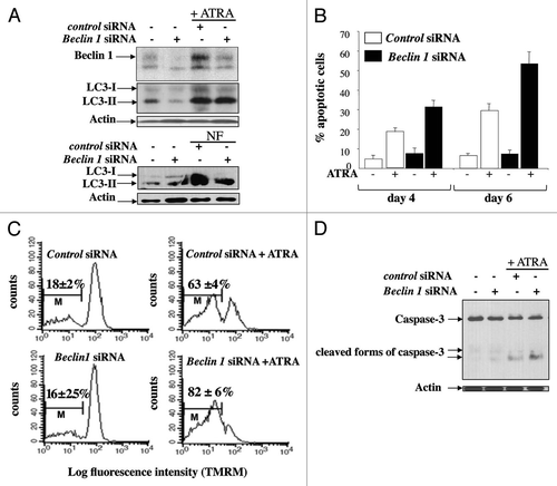 Figure 2 Beclin 1 prolongs the life span of mature APL cells. NB4 cells were transfected with control or BECN1-specific siRNAs and then treated with ATRA (1 µM) for the times indicated. (A) Immunoblot analysis of Beclin 1 and LC3-II in NB4 cells incubated with either ATRA for 3 d or nutrient-free (NF) medium for 3 h. (B) The percentage of cells carrying apoptotic nuclei was determined by Hoechst staining at the times indicated. (C) The mitochondrial transmembrane potential was assessed using TMRM, as described in Materials and Methods, in NB4 cells treated with ATRA for 4 d; M represents the population of cells with low TMRM staining. (D) The cleavage of caspase-3 was examined by protein gel blotting using an antibody against caspase-3 in NB4 cells treated with ATRA for 3 d.