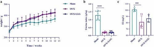 Figure 2. (a) Changes in body weight of experimental animals over the course of the experimental period. (b) Differences in uterine index (uterine weight/body weight) among groups. (c) Serum E2 level.