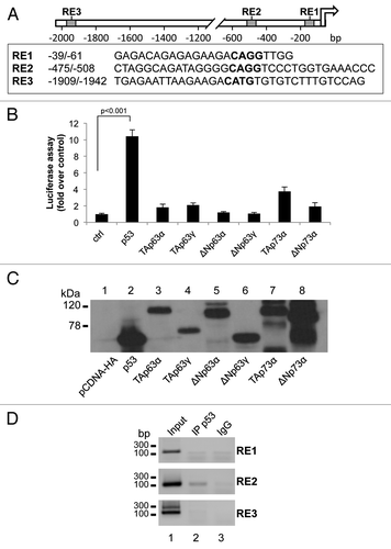 Figure 2. p53 transcriptionally activates NCF2/p67phox. (A) Map of the human NCF2/p67phox promoter. The promoter possesses three putative p53-responsive elements as indicated by the boxes. (B) p53 induces NCF2/p67phox promoter activity. HEK293 cells were transfected with pGL3-p67phox and the transactivators cloned in pcDNA vectors to evaluate the promoter activity by luciferase assay. Results are shown as the mean of three independent experiments. (C) Following transfection, HEK293 cells were lysed, and a western blot was performed using an anti-HA antibody to verify the transcription factors expression. The figure shows a representative experiment. (D) p53 binds to NCF2/p67phox promoter on RE2. Chromatin immunoprecipitation was performed in p53-inducible SaOs-2 cells using an anti-p53 antibody (IP p53) or a non-specific serum IgG. Non-immunoprecipitated chromatin was loaded as a positive control (input).The figure shows one representative experiment of three.