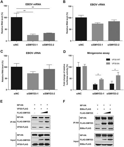 Figure 7. SMYD3 supported EBOV replication by facilitating mRNA production. (A-C) Depletion of SMYD3 down-regulated mRNA production of EBOV. HEK293T cells were transfected with siNC, siSMYD3-1 or siSMYD3-2. At 12 h p.t., plasmids for EBOV minigenome system were transfected. At 48 p.t. of siRNA, cells were collected and RNAs were extracted and analysed by qRT-PCR to measure expression levels of EBOV mRNA (A), vRNA (B), and cRNA (C). Viral mRNA, vRNA and cRNA were reverse transcribed by specific primer. qRT-PCR were performed to measure the relative RNA levels of Renilla to Firefly luciferase. The relative RNA level of cells treated with siNC were set to 100%. The mean and SD from one representative experiment (n = 3) of 3 independent experiments are indicated. (D) VP30-6A rescued replication of EBOV after depletion of SMYD3. HEK293T cells were transfected with siNC, siSMYD3-1 or siSMYD3-2. Twelve hours later, cells were transfected with plasmids of EOBV proteins (NP, VP35, L, and VP30-WT or VP30-6A), T7 polymerase and EBOV minigenome. At 48 h after transfection of siRNA, Cells were collected, followed by dual-luciferase assay. The ratio of Renilla to Firefly luciferase activity of lysates from cells transfected with siNC and VP30-WT was set to 100%. The mean and SEM from one representative experiment (n = 3) of 3 independent experiments are indicated. (E) SMYD3 promoted NP-VP30 interaction in a dose-dependent manner. HEK293T cells were transfected with NP-HA, VP30-FLAG and increasing amounts of FLAG-SMYD3. Empty vector was used to balance the total amounts of plasmids transfected. At 48 h p.t., cells were collected, followed by anti-HA co-IP assay and western blotting. Representative results of 3 independent experiments are shown. (F) SMYD3 had no effect on NP-B56 interaction. NP-HA, B56α-FLAG and increasing amounts of FLAG-SMYD3 were co-transfected into HEK293T cells. Empty vector was used to balance the total amounts of plasmids transfected. At 48 h p.t., cells were collected, followed by anti-HA co-IP assay and western blotting. Representative results of 3 independent experiments are shown. *P < 0.05, **P < 0.01 (student’s t-test).