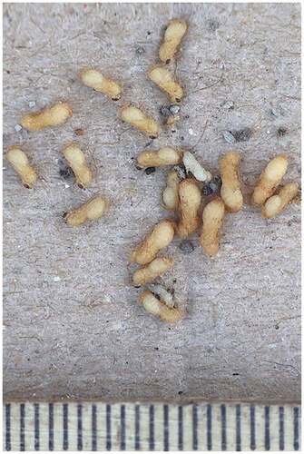 Figure 9. Pupae of M. aeneus from the same nest as preceding. Ruler gradation (in Figures 2, 3, 5, 6 and 9) = 1 mm.