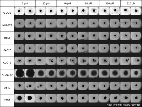 Figure 2 Compiled still shot photos of eight cell lines after 7 days from the treatment with cisplatin.