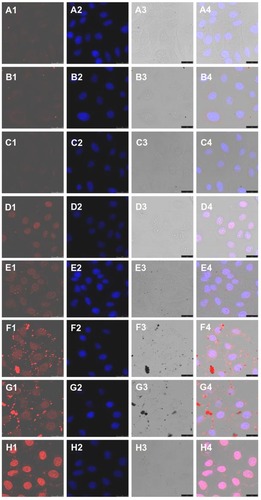 Figure 6 Confocal microscopy photographs of HepG2 cells incubated with doxorubicin-loaded nanoparticles. (A1–A4) doxorubicin for 0.5 hours; (B1–B4) doxorubicin-loaded mPEG45-PH15-PLLA82 nanoparticles for 0.5 hours; (C1–C4) doxorubicin-loaded mPEG45-PH30-PLLA82 nanoparticles for 0.5 hours; (D1–D4) doxorubicin hydrochloride for 0.5 hours; (E1–E4) doxorubicin for 6 hours; (F1–F4) doxorubicin-loaded mPEG45-PH15-PLLA82 nanoparticles for 6 hours; (G1–G4) doxorubicin-loaded mPEG45- PH30-PLLA82 nanoparticles for 6 hours; (H1–H4) doxorubicin hydrochloride for 6 hours. Note: The four photographs from left to right are red doxorubicin, stained nucleus, bright field, and overlapped graphs.Abbreviation: mPEG-PH-PLLA, methoxyl poly(ethylene glycol)-poly(L-histidine)- poly(L-lactide).