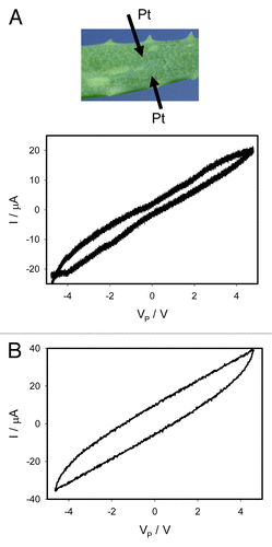 Figure 7. Electrical current I vs. voltage VP applied to a leaf of Aloe vera. Frequency of sinusoidal voltage scanning was 0.001 Hz (A) and 1000 Hz (B). 200 μL of 10 mM TEACl were injected by a syringe to the leaf 25 h before measurement. Position of Pt electrodes in a leaf of Aloe vera is shown. These results were reproduced 14 times.