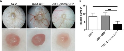 Figure 5 U94/rep inhibited cell angiogenesis.Notes: (A, B) Detection of angiogenesis ability of U251, U251-GFP, and U251-U94/rep-GFP cells by CAM assays. Bars represent the mean±SD of 12 biological replicates. ***P<0.001.Abbreviation: CAM, chick embryo chorioallantoic membrane.