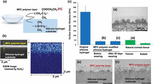 Figure 14. (a) Chemical structure of silicone hydrogel contact lens grafted with the MPC polymer (b) Cross-sectional view of silicone hydrogel contact lens grafted with the MPC polymer. Reprinted with permission from [Citation233]. Copyright (2021) elsevier. (c) Surface elastic properties of silicone hydrogel contact lens and natural corneal tissue. Transmission electron microscopy images (a), (b), and (c) correspond to lettering in the bar graph. Reprinted with permission from [Citation132]. Copyright (2021) American chemical society.