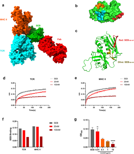 Figure 3. SEB interacts with TCR, MHC-II and Hm0487 through distinct domains.