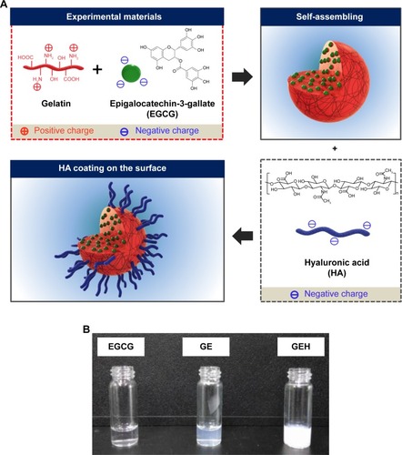 Figure 1 Schematic representations of (A) self-assembled GE and GEH NP formation and (B) photograph of these colloidal solutions.Abbreviations: EGCG, epigallocatechin gallate; GE, gelatin–EGCG; GEH, GE with HA coating; HA, hyaluronic acid; NP, nanoparticle.