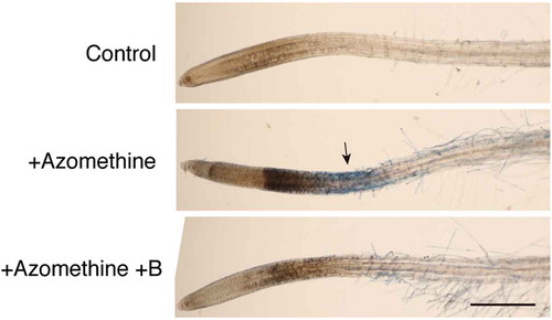 Figure 1. Induction of cell death by azomethine H treatment in Arabidopsis roots. To the medium of liquid-cultured Arabidopsis seedlings, water (Control), 200 µM azomethine H (Azomethine), or 200 µM azomethine H plus 1 mM boric acid (Azomethine+B) were added. After incubation for 1 h, seedlings were stained with Evans blue to detect dead cells. An arrow indicates the region intensely stained with Evans blue. Scale bar = 500 µm.