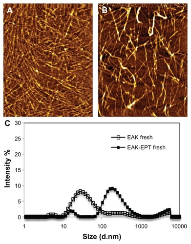 Figure 2 Nanostructures (A) EAK and (B) EAK-EPT, and particle size distribution measured by dynamic light scattering.Abbreviations: EAK, self-assembling EAK16-II peptide; EPT, ellipticine.