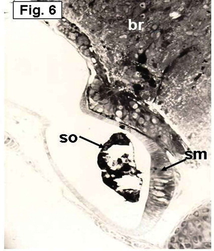 Figure 6. Hypophthalmichthys molitrix, 7 days after hatching. Light microscopy micrograph of a transverse section through the developing inner ear showing the saccular macula (sm) which is more invaginated toward the ventro-medial wall. The saccular otolith (so) increased in size and covered most of the saccular epithelial cells. br, brain. 250×.