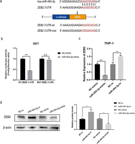 Figure 3. ZEB2 was targeted by miR-454-3p. Interaction between ZEB2 and miR-454-3p was predicted using the databases, starBase v2.0, miRDB and TargetScan 7.2 (a). Dual-luciferase reporter assays of miR-454-3p-mimic and NC-mimic co-transfected with ZEB2-3’UTR-mut or ZEB2-3’UTR-wt in 293 T cells (b). Protein and mRNA levels of ZEB2 after transfection with miR-454-3p mimic or inhibitor were detected by WB and RT-qPCR in THP-1 cells (c and d). *p < 0.05, **p < 0.01, ***p < 0.001. n.s., not significant.