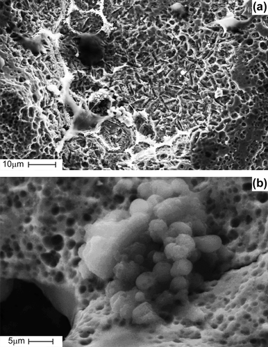 Figure 5. SEM images showing pancreas islet cells seeded on porous TiNi-based SMA scaffold before implantation: cells fully spread along the network of interconnected pores (a), cells fixed on rough pore walls with micro-porous surface (b).