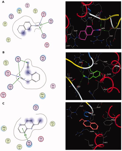 Figure 6. The two-dimensional (left panel) and three-dimensional (right panel) suggested binding modes of compounds 1 (A), 2 (B) and 3 (C) within the binding pocket of TMK (PDB: 4QGG).