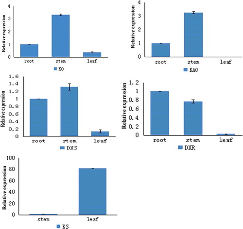 Figure 8. Relative gene expression levels of different genes in tissues of I. rubescens.