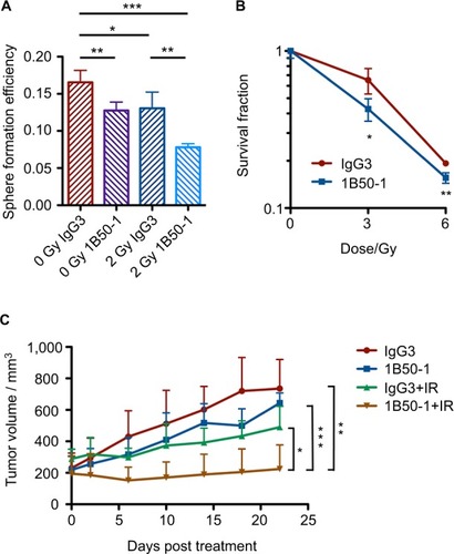 Figure 5 The α2δ1 monoclonal antibody blocks the self-renewal capacity and enhances the radiosensitivity of α2δ1-high cells.Notes: (A) The sphere formation efficiency of α2δ1-high A549 cells treated with 25 µg/mL α2δ1 antibody 1B50-1, 2-Gy radiation or the combination of 1B50-1 and radiation. IgG3 is the isotype control. (B) Survival curves of α2δ1-high A549 cells treated with 50 µg/mL 1B50-1 or the isotype control. (C) Tumor volumes of the A549 xenografts in the nude mice receiving the indicated treatments. *P<0.05, **P<0.01, ***P<0.001.Abbreviation: IR, irradiation.