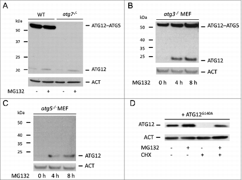 Figure 2. Proteasomal degradation of free ATG12 protein occurs independent of autophagy (A) E1A and Ras-transformed WT or Atg7 knockout MEF were treated for 8 h with MG132 and cell lysates were probed for ATG12 expression. (B) Atg3 or (C) Atg5 knockout MEFs were treated with MG132 for 4 h and 8 h and analyzed for ATG12 expression. (D) U2OS cells expressing ATG12G140A were treated for 8 h with MG132 and/or CHX as indicated and lysates were examined for ATG12 expression. In all immunoblots, ACT was used as a loading control.