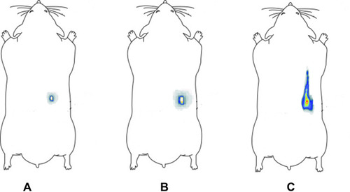 Figure 6 Gamma scintigraphic images after s.c. injection in rats (A) showing depot formation after 15 min; (B) after 6 h, depot remain intact; (C) after 12 h, spreading of radioactivity indicating release of radiolabel-ZP into systemic circulation.