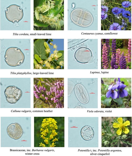 Plate 1. Examples of pollen grains identified from the samples with a corresponding species or a species included in the pollen type.