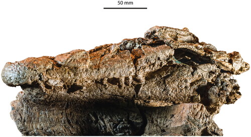 Figure 5. Confractosuchus sauroktonos, AODF0890, holotype skull in left lateral view.