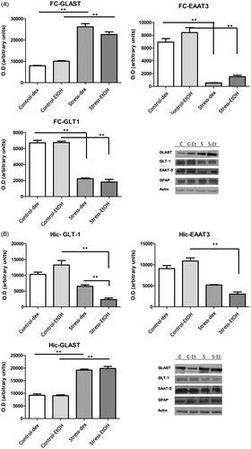 Figure 5. Western-blot analysis for glutamate transporter proteins. Measurements were made on glutamate aspartate transporter (GLAST; MW ∼66 kDa), glial glutamate transporter-1 (GLT1; MW ∼52 kDa) and excitatory amino-acid transporter-3 (EAAT3; MW ∼57 kDa) in homogenates of frontal cortex, FC (A) and hippocampus, Hic (B). Band densities were quantified and are shown as a bar chart (OD: optical density). The expression level corresponds to the number of black pixels of each band counted using Image J. Actin (MW ∼42 kDa) served as a loading control. Glial fibrillary acidic protein (GFAP; MW ∼49 kDa) served as a glial marker. Blots are representative of three experimental groups for each blot. Control (C), no postnatal stress; stress (S), chronic postnatal stress; dex, water and 1% dextrose to drink; EtOH, water and 6% ethanol to drink. The FC and hippocampus from each rat was run separately. Data are mean ± SEM (n = 5 rats per group). Two-way ANOVA and main effects, *p < 0.05, **p < 0.01.