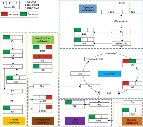 Figure 6 Metabolic networks involved in rat urinary metabonomes following low-dose 20 nm Fe@Si NP exposure.Notes: C and L represent the control and low-dose groups, respectively. Decreased and increased levels and no significant change in characteristic metabolites against the corresponding controls are represented by green, red, and blank boxes, respectively. Different background colors for pathways indicate different biochemical pathways.Abbreviations: Fe@Si, Fe3O4@SiO2-NH2; NP, nanoparticle; AB, aminobutyrate; AA, acetoacetate; Ab, anabasine; Ace, acetate; Ach, acetylcholine; Aco, aconitate; Act, acetone; AD, acetamide; AH, aminohippurate; Ala, alanine; All, allantoin; Arg, arginine; Asn, asparagine; Ben, benzoate; Bet, betaine; Bu, butyrate; Ch, choline; Ci, citrate; Cn, creatinine; Cr, creatine; DG, deoxyguanosine; DMA, dimethylamine; DMG, dimethylglycine; DU, deoxyuridine; EA, ethanolamine; Eth, ethanol; For, formate; Fum, fumarate; G, glycerol; GA, guanidinoacetate; Glc, glucose; Gln, glutamine; Glu, glutamate; Gly, glycine; GPC, glycerolphosphocholine; HB, hydroxybutyrate; HG, homogentisate; HIB, hydroxyisobutyrate; Hip, hippurate; HIV, hydroxyisovalerate; IB, isobutyrate; Ile, isoleucine; IP, isopropanol; IV, isovalerate; KG, ketoglutarate; KIV, ketoisovalerate; L, lipid; Lac, lactate; LDL, low-density lipoprotein; Leu, leucine; Lys, lysine; MA, methylamine; Mal, malonate; MG, methylguanidine; MH, methylhistidine; m-HPA, meta-hydroxyphenylacetate; m-I, myo-inositol; Met, methionine; MM, methylmalonate; Mol, methanol; NA, nicotinamide; NAD, nicotinamide adenine dinucleotide; NAG, N-acetylglutamate; NAS, N-acetyl glycoprotein signal; N-MH, N-methylnicotinamide; NP, neopterin; o-HPA, ortho-hydroxyphenylacetate; PA, picolinate; PAG, phenylacetylglycine; Pan, pantothenate; PAP, adenosine 3′,5′-diphosphate; PC, phosphocholine; Phe, phenylalanine; p-HPA, para-HPA; Prop, propionate; Py, pyruvate; Ser, serine; Suc, succinate; Tau, taurine; TGL, trigonelline; Thr, threonine; TMAO, trimethylamine N-oxide; Trp, tryptophan; Tyr, tyrosine; UC, urocanate; Val, valine; VLDL, very-low-density lipoprotein.