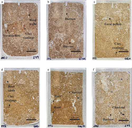 Figure 4. Photographs of whole thin sections for Profile A. Dark red to brownish red features are clay coatings. Spheroidal elements with distinct circular shapes are fecal pellets. Discolorations within the same thin section correspond to evidence of bioturbation as animal burrows. Root casts and walls can be observed as elongated and irregular pore spaces. Black features correspond to fragments of charcoal. A) Contact between Ap and Bt. B) BC. C) 3Ab. D) Contact between 3BCb and 4Ab/Bt. E) Contact between 4Ab and 4Btb. F) 4BCb.