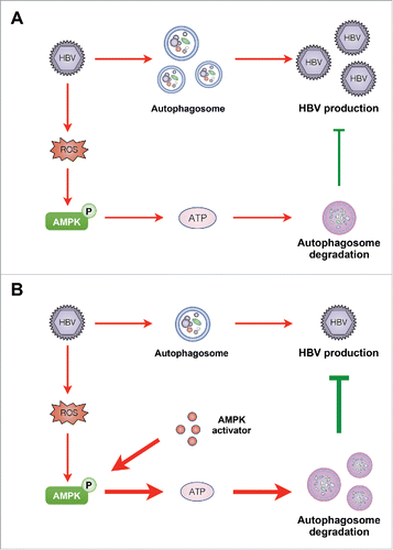 Figure 8. Diagram showing the proposed mechanism by which PRKAA/AMPK inhibits HBV production through promotion of autophagosome degradation. (A) Under normal conditions, AMPK is activated in response to HBV replication-induced production of cellular ROS. The activated AMPK promotes autophagic degradation and restricts the production of HBV. (B) Upon treatment with AMPK activator, increased activity of AMPK elevates the cellular ATP levels, leading to the promotion of autophagic degradation and elimination of HBV production.