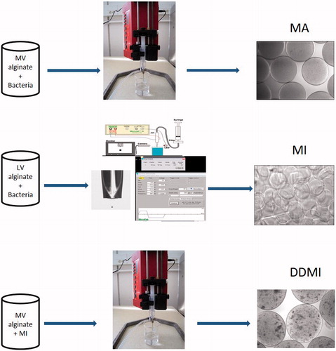 Figure 1. Schematic diagrams of biofabrication schemes. Top: Atomized (MA) capsules. Middle: Inkjet-printed (MI) capsules. Bottom: Atomized MI capsules (DDMI) referred to as double encapsulation scheme.