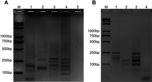 Figure 4 Multiplex loop-mediated isothermal amplification (multi-LAMP) detection. Agarose gel electrophoresis and enzyme digestion analysis of mcr genes was performed for the multi-LAMP products on 2% agarose gel. (A) Lane M, Trans 2K plus II DNA marker; Lane 1, restriction enzyme digestion of mcr-1 multi-LAMP products, 170 bp, 115 bp respectively; Lane 2, restriction enzyme digestion of mcr-3 multi-LAMP products, 260 bp, 155 bp respectively; Lane 3, restriction enzyme digestion of mcr-4 multi-LAMP product, 270, 230, and 185 bp respectively; Lane 4, restriction enzyme digestion of mixed mcr-1, mcr-3, and mcr-4 multi-LAMP products, 260, 225, 170, 120, and 90 bp; Lane 5, negative (water). (B) Lane M, Trans 2K plus II DNA marker; Lane 1, restriction enzyme digestion of mcr-2 multi-LAMP products, 220, 175, and 140 bp respectively; Lane 2, restriction enzyme digestion of mcr-5 multi-LAMP products, 120 bp, 90 bp respectively; Lane 3, restriction enzyme digestion of mixed mcr-2 and mcr-5 multi-LAMP products, 215, 170, 140, 120, and 90 bp, respectively; Lane 4: negative (water).