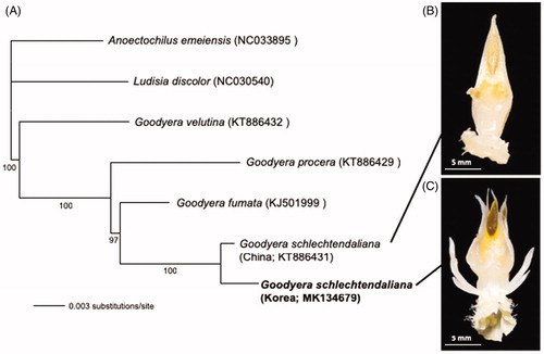 Figure 1. A maximum-likelihood tree (A) using chloroplast genomes of the morphotype of G. schlechtendaliana with the column appendages from Korea (this study) and previously published related taxa: G. schlechtendaliana from China (KT886431), Goodyera fumata (KJ501999), Goodyera procera (KT886429), Goodyera velutina (KT886432), Ludisia discolor (NC030540), and Anoectochilus emeiensis (NC033895). The number below the branch indicates bootstrap value. The columns of G. schlechtendaliana (B) and the morphotype of G. schlechtendaliana with lateral appendages (C) are shown.