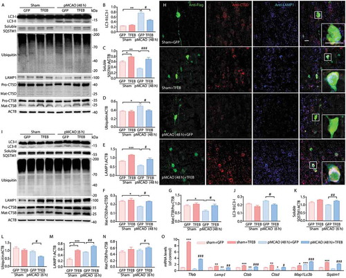 Figure 5. Neuronal-targeted TFEB overexpression enhances ALP function. (a) Immunoblots showing the expression of proteins related to ALP in the cortex of sham-operated or pMCAO-treated rats injected with GFP or TFEB vectors at 48 h after pMCAO. (b–g) Quantification of the immunoblotted proteins in the cortex extracts. Statistical comparisons were carried out with ANOVA followed by Tukey’s test. Data are presented as mean ± SEM from 4 rats in each group. ***p < 0.001, **p < 0.01, *p < 0.05, vs. sham+ GFP group; ###p < 0.001, #p < 0.05 vs. pMCAO (48 h)+ GFP group. (h) Representative images showing the colocalization of LAMP1 (blue) and CTSD (red) in Flag-positive neurons (green) in the cortex of sham-operated or pMCAO-treated rats; scale bar: 20 μm. High-magnification images of the boxed areas are shown in the inserts; scale bar: 10 μm. (i) Immunoblots showing the expression of ALP-related proteins in the cortex of sham-operated or pMCAO-treated rats injected with GFP or TFEB vectors at 6 h after pMCAO. (j–n) Quantification of the immunoblotted proteins in the cortex extracts. Statistical comparisons were carried out with ANOVA followed by Tukey’s test. Data are presented as mean ± SEM from 4 rats in each group. ***p < 0.001, *p < 0.05 vs. sham+ GFP group; ##p < 0.01, #p < 0.05 vs. pMCAO (6h)+ GFP group. (o) RT-qPCR analysis showing mRNA expression of ALP genes including Tfeb, Lamp1, Ctsb, Ctsd, Map1lc3b and Sqstm1 at 48 h in the cortex of sham- or pMCAO-operated rats injected with GFP or TFEB vectors. ***p < 0.001, **p < 0.01,*p < 0.05 vs. sham+ GFP group; ###p < 0.001, ##p < 0.01, #p < 0.05 vs. pMCAO (48 h)+ GFP group (n = 6–8/group).