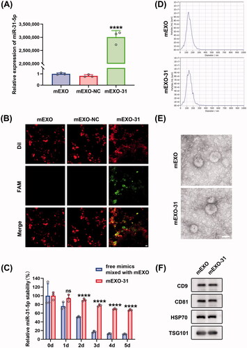 Figure 5. Preparation and characterization of mEXO-31. (A) RT-PCR analysis of relative miR-31-5p levels in mEXO, mEXO-NC, and mEXO-31. n = 3, ****p < .0001 vs. mEXO-NC. (B) Confocal images showed successful loading of miR-31-5p into mEXO. Red and green fluorescence represented mEXO and miR-31-5p mimics, respectively. Scale bar, 10 µm. (C) RT-PCR analysis of remaining miR-31-5p in each group. n = 3, ns no significant, ****p < .0001 vs. free mimics mixed with mEXO. (D) NTA identified the size distribution of mEXO and mEXO-31. (E) TEM identified the morphology of mEXO and mEXO-31. Scale bar, 50 µm. (F) Western blotting analysis of exosome specific markers including CD9, CD81, HSP70, and TSG101 of mEXO and mEXO-31. Data were presented as mean ± SD. One-way ANOVA with Tukey post-hoc test was used in (A). Unpaired Student’s t-test was used in (C).