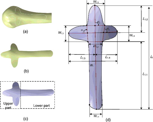 Figure 2. Construction and parameterization of abutted surface of cloverleaf plate. (a) Region-of-interest marked on bony surface of the 3D reconstruction model of proximal humerus. (b) Source surface separated from the bony surface. (c) Abutted surface. (d) Parametric abutted surface.