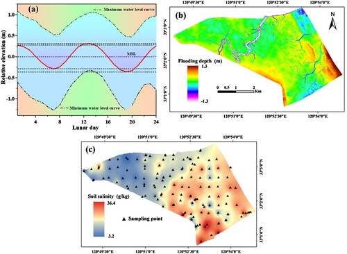 Figure 4. (a) The red solid line represents the daily average water level curve of the lunar calendar; (b) Spatial distributions of inundation depth, derived from the one-year water level curve and DEM, and (c) The spatial distribution of soil salinity across the Dafeng Milu National Nature Reserve.